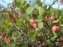 Low-bush Caranberry flower